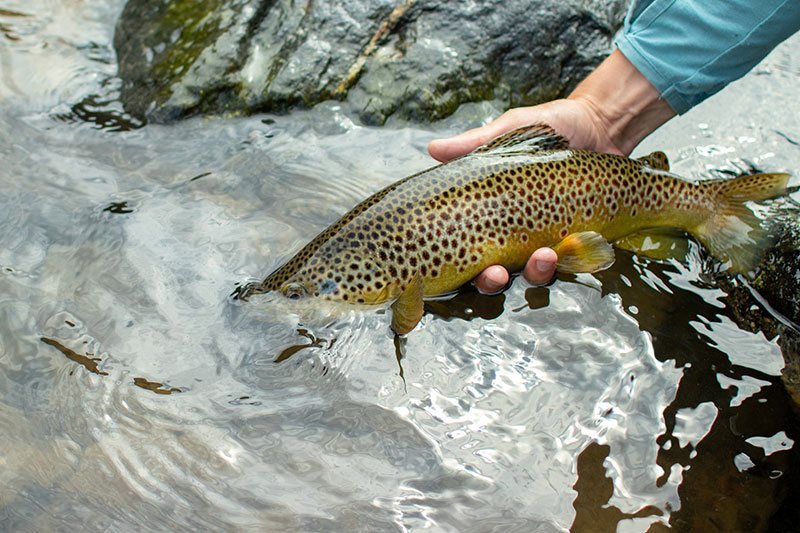 Fly Fishing in Michigan: An Angler's Guide - Into Fly Fishing