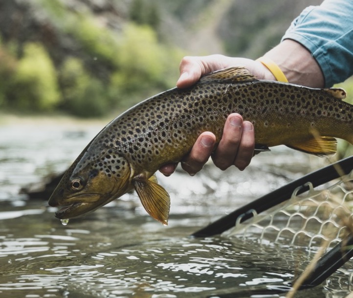 Gunnison River Spring Flush 