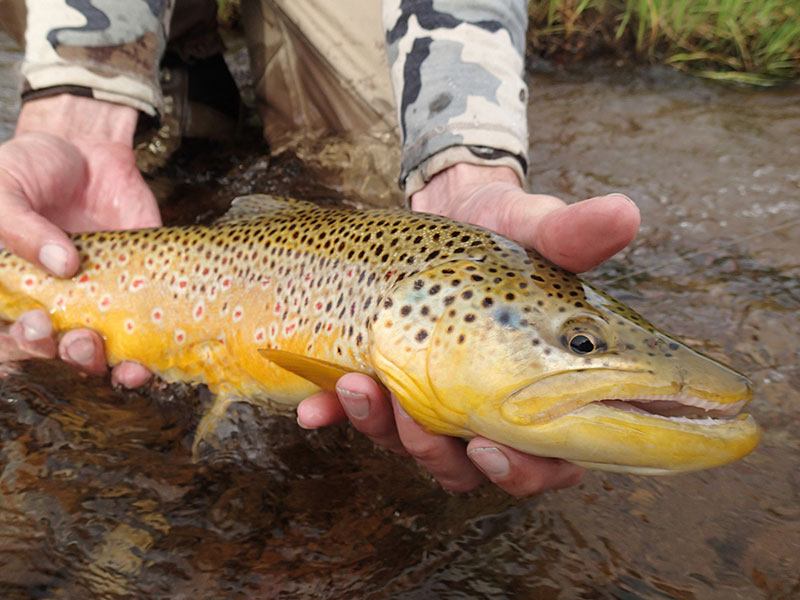 DILLINGHAM’S DRIFT - Samuel Clements, Hooked Jowls and the Empire of the Brown Trout 