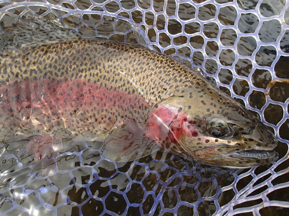 Cutthroats and gold go sooo good together! www.taylorflyfishing